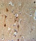 SMAD3-S208 Antibody